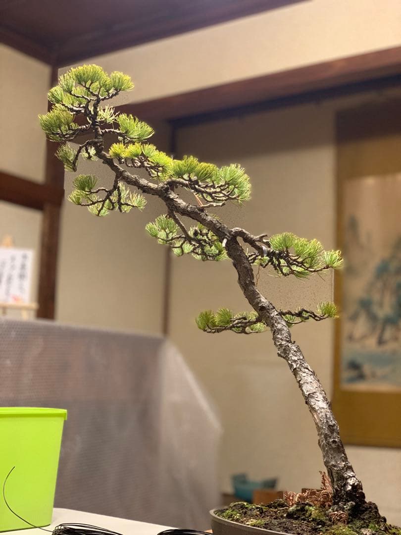 即展示可能　文人那須五葉松　古木（検索/真柏　黒松　赤松　捻転　懸崖　盆栽）