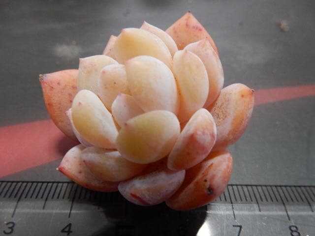 丸葉ホワイトチェリー 多肉植物