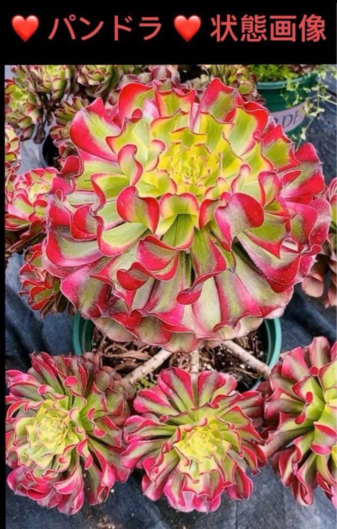多肉植物アエオニウム錦❤️ パンドラ ❤️ 状態画像