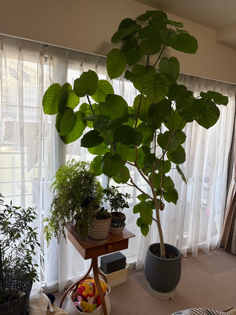 大きな観葉植物 ウンベラータ？グレーの鉢