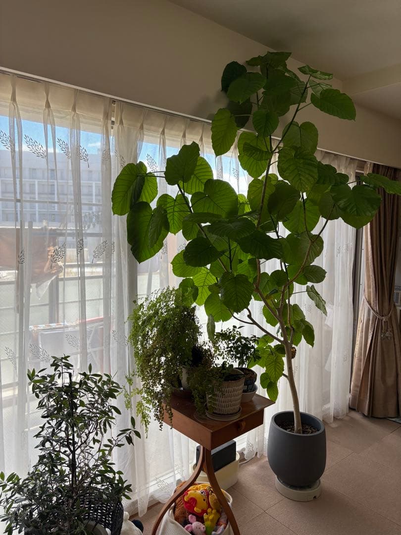 大きな観葉植物 ウンベラータ？グレーの鉢