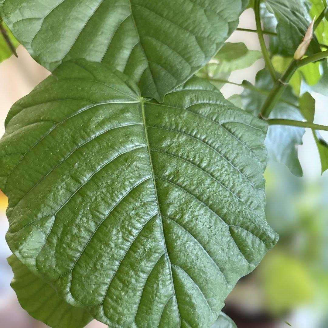 大きな観葉植物 ウンベラータ？グレーの鉢