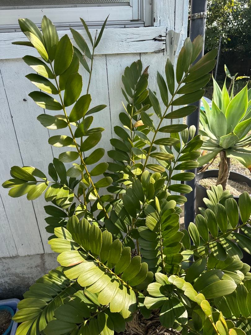 【貴重】Zamia pumila ザミアプミラ メキシコソテツ