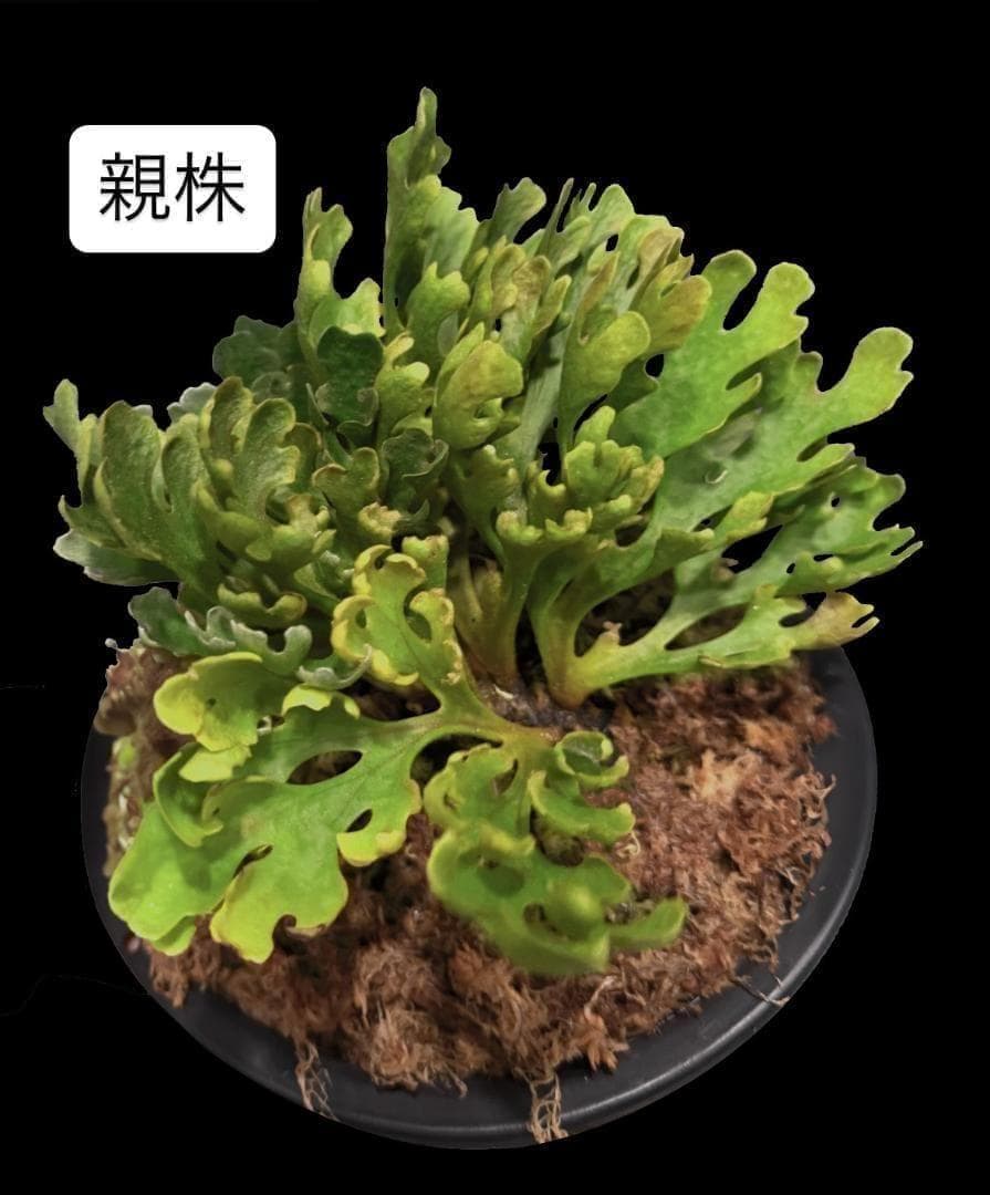 ビカクシダ リドレイ ドワーフ シルバー 板付 R-5