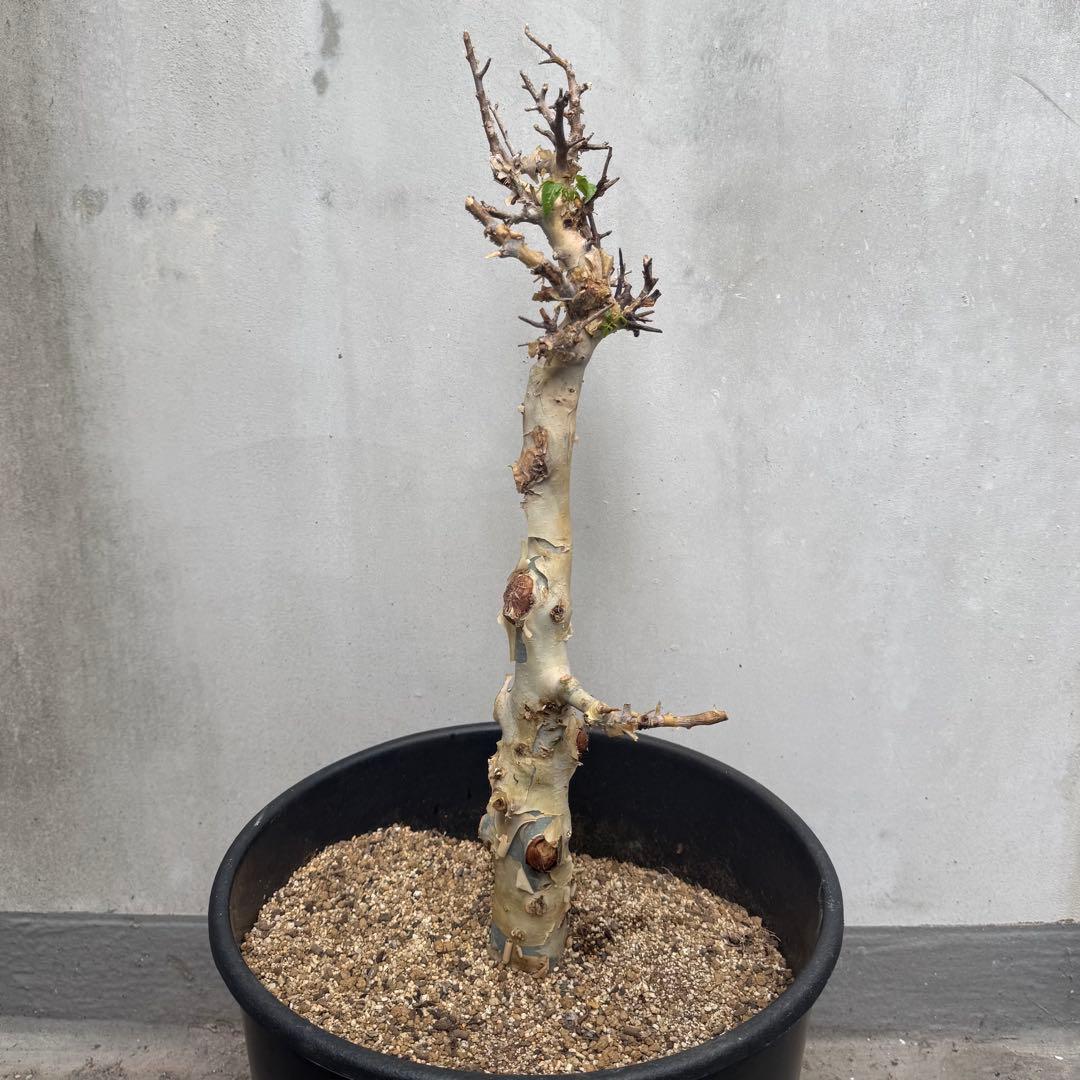 コミフォラ カタフ ターカネンシス 灌木 観葉植物