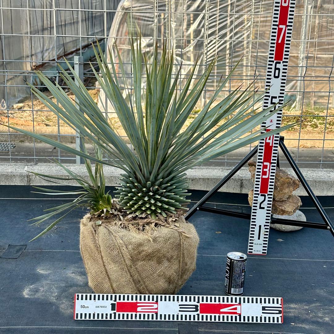 ユッカ ロストラータ（樹高:約67cm）Feb06
