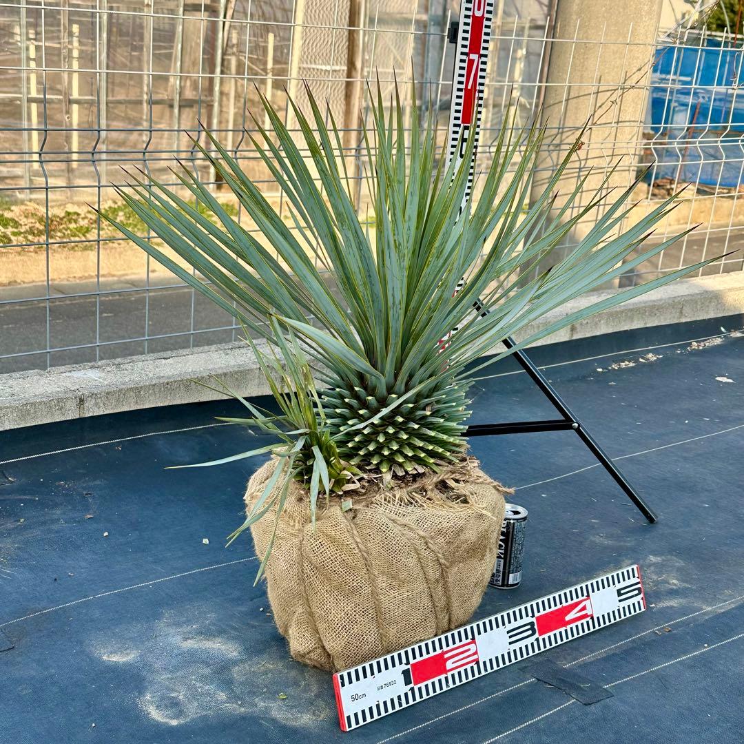 ユッカ ロストラータ（樹高:約67cm）Feb06