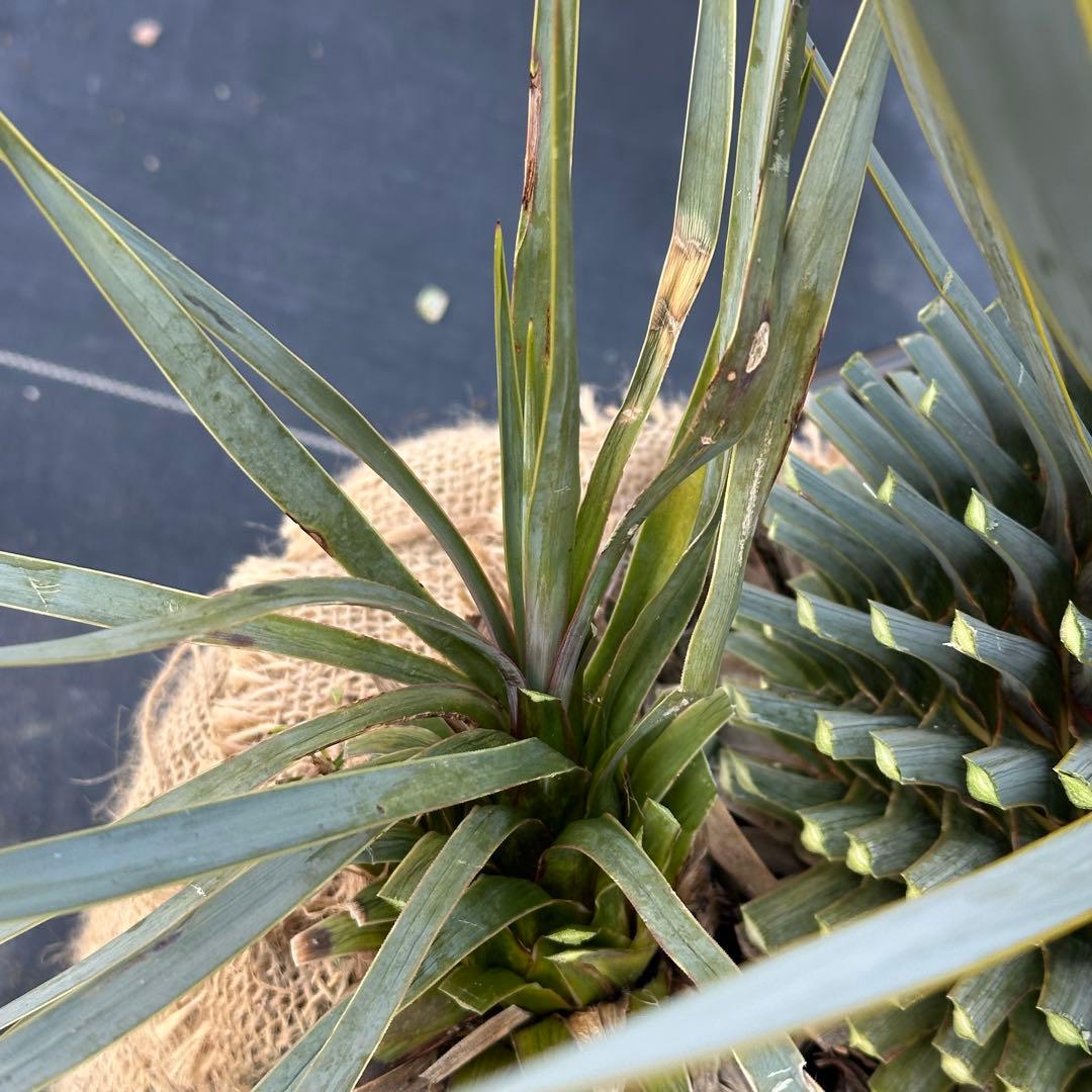 ユッカ ロストラータ（樹高:約67cm）Feb06