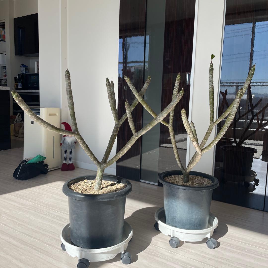 【最終値下げ】プルメリア　中型　2個セット