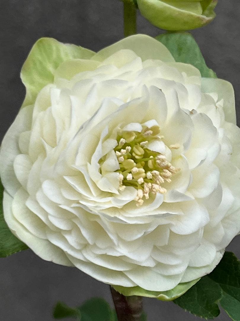 クリスマスローズ　超多弁　ホワイト