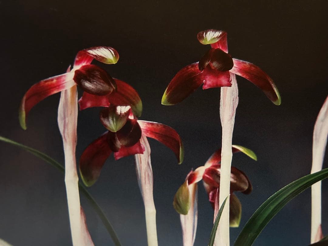 日本春蘭★朱雀門★紫紅弁濃赤舌花★5本