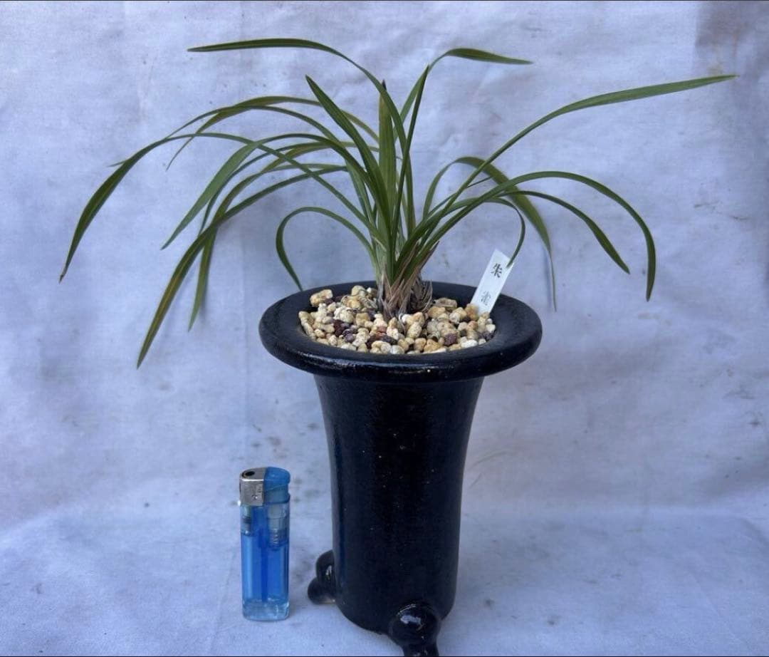 日本春蘭★朱雀門★紫紅弁濃赤舌花★5本