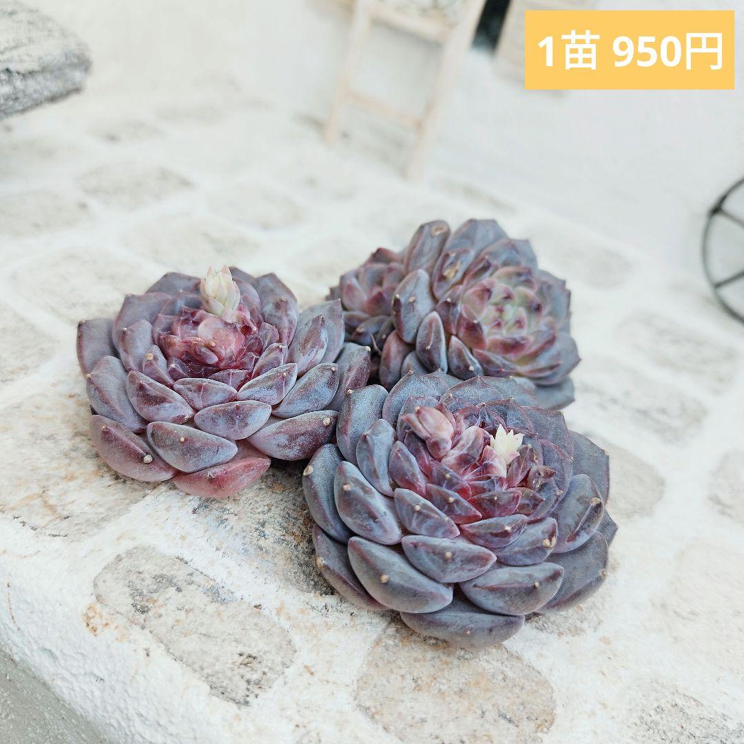 プリンセスジーナ◎多肉植物 カット苗 輸入苗 エケベリア等