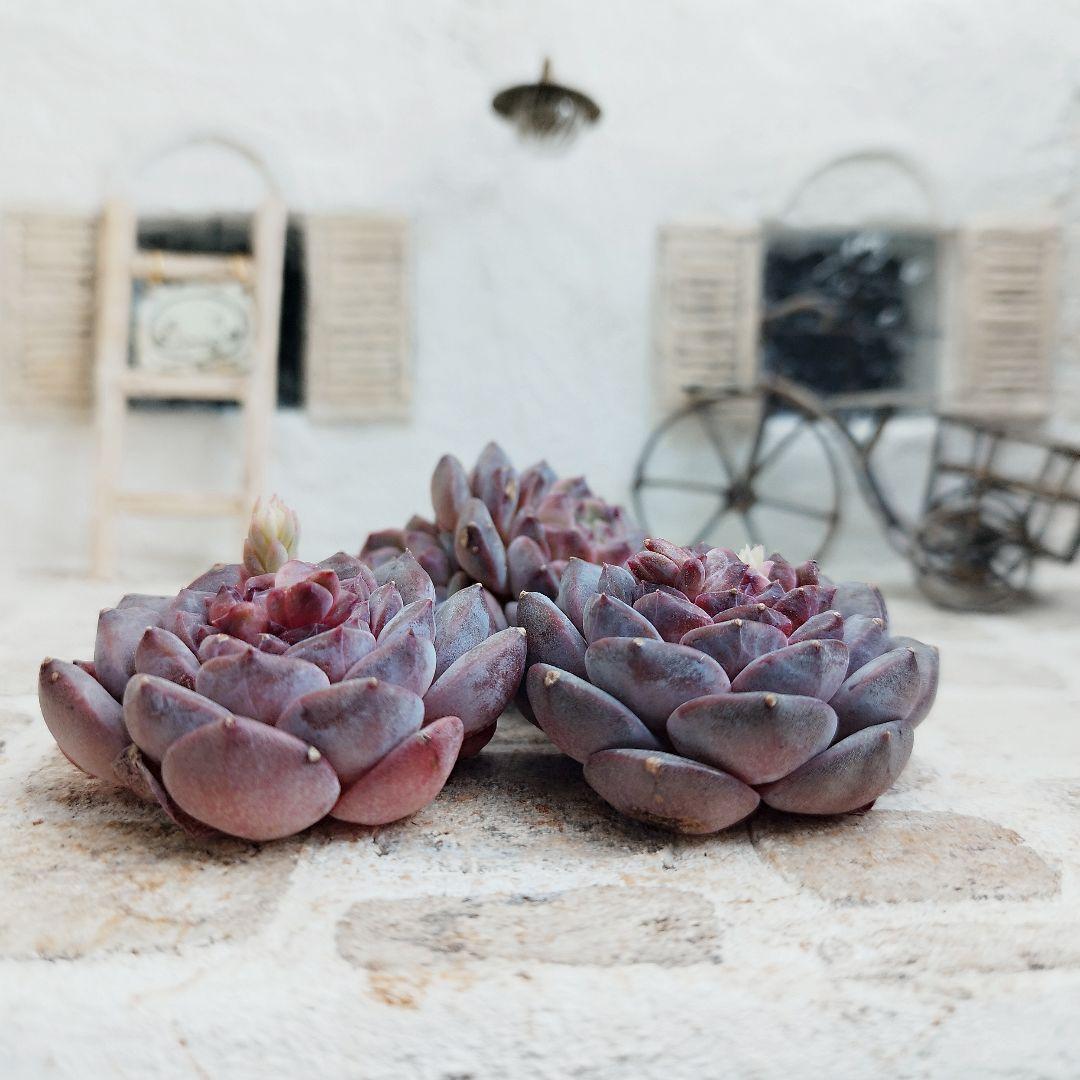 プリンセスジーナ◎多肉植物 カット苗 輸入苗 エケベリア等