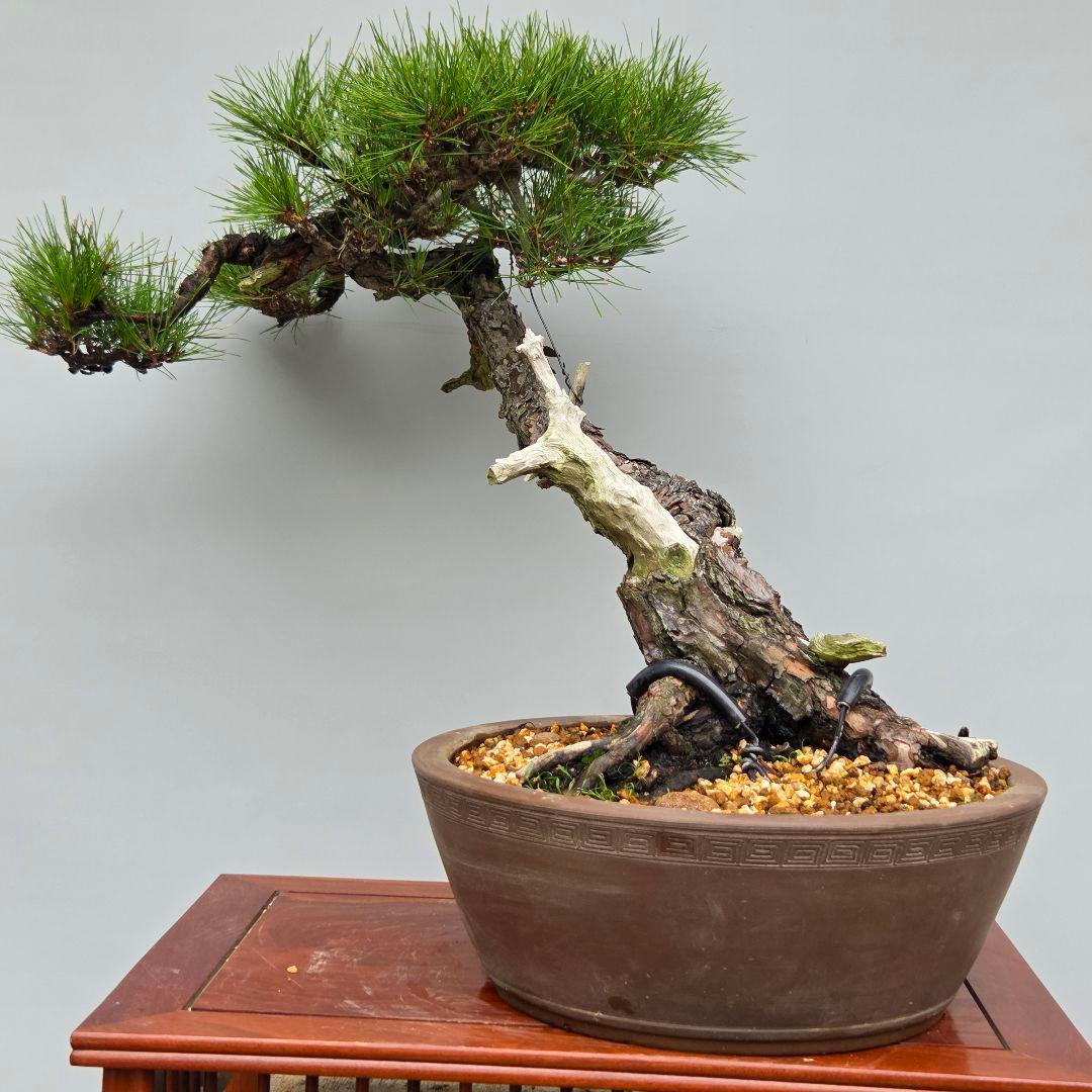 赤松　[斜幹木]　大品盆栽