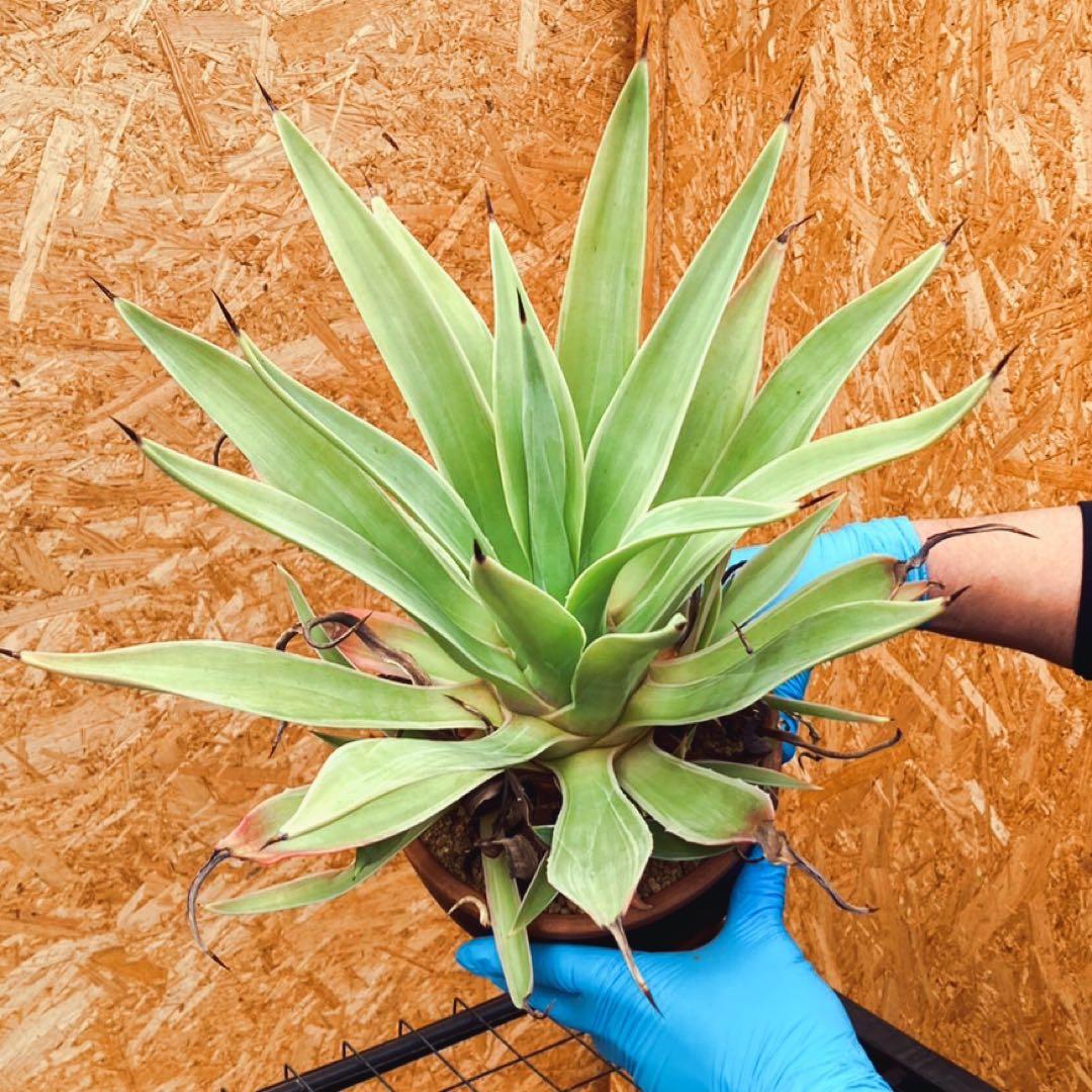 アガベ　ベネズエラ　Agave