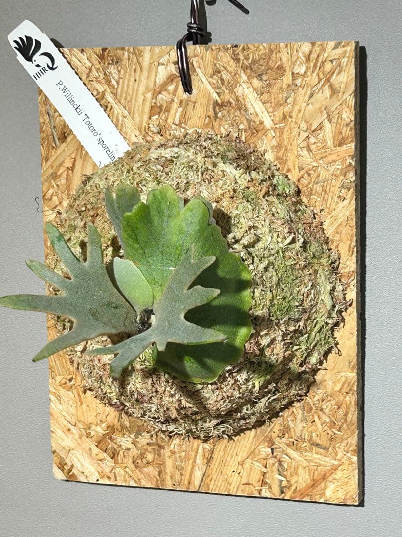 ビカクシダ Yellow moon dwarf Totoro sporeling[M-61]