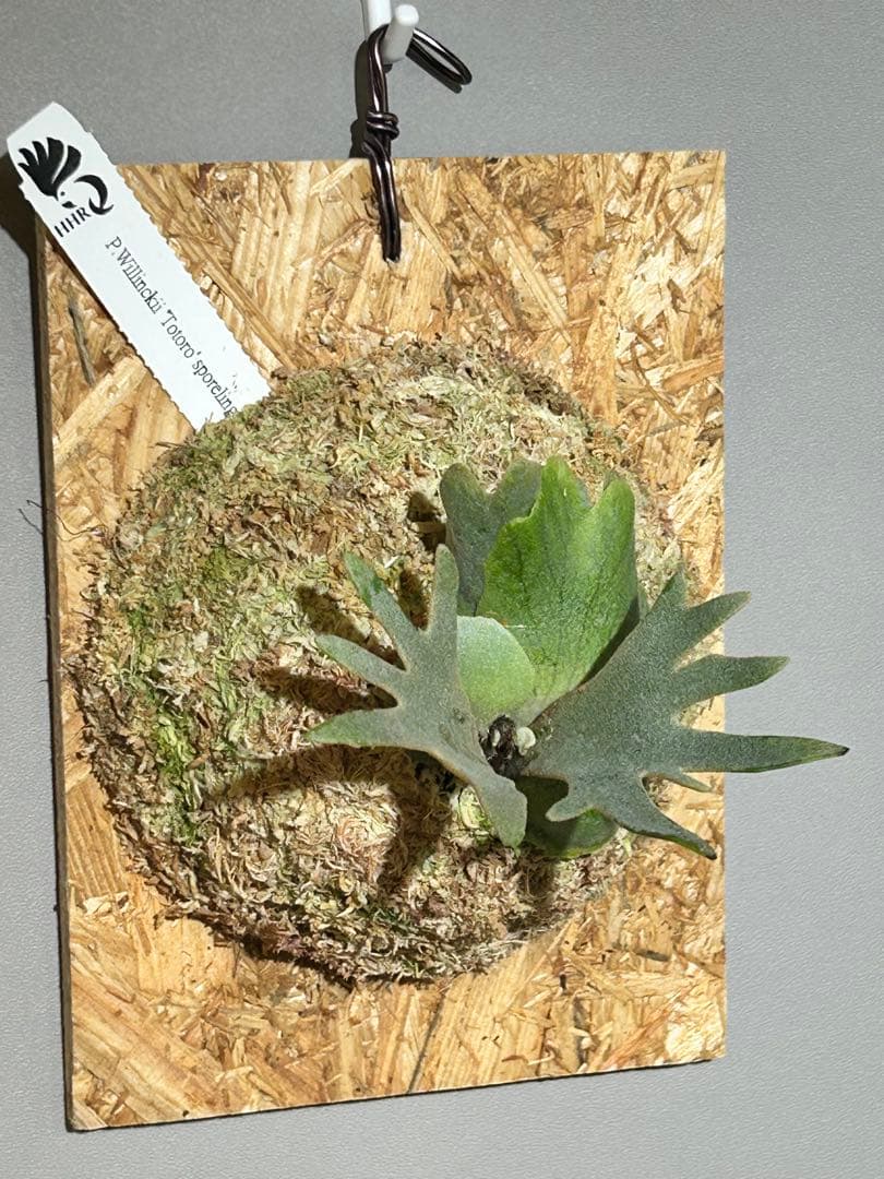 ビカクシダ Yellow moon dwarf Totoro sporeling[M-61]