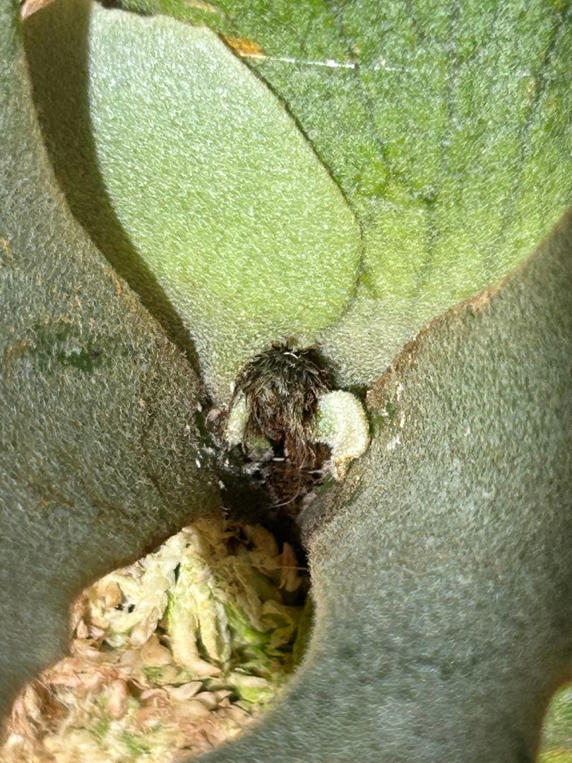 ビカクシダ Yellow moon dwarf Totoro sporeling[M-61]