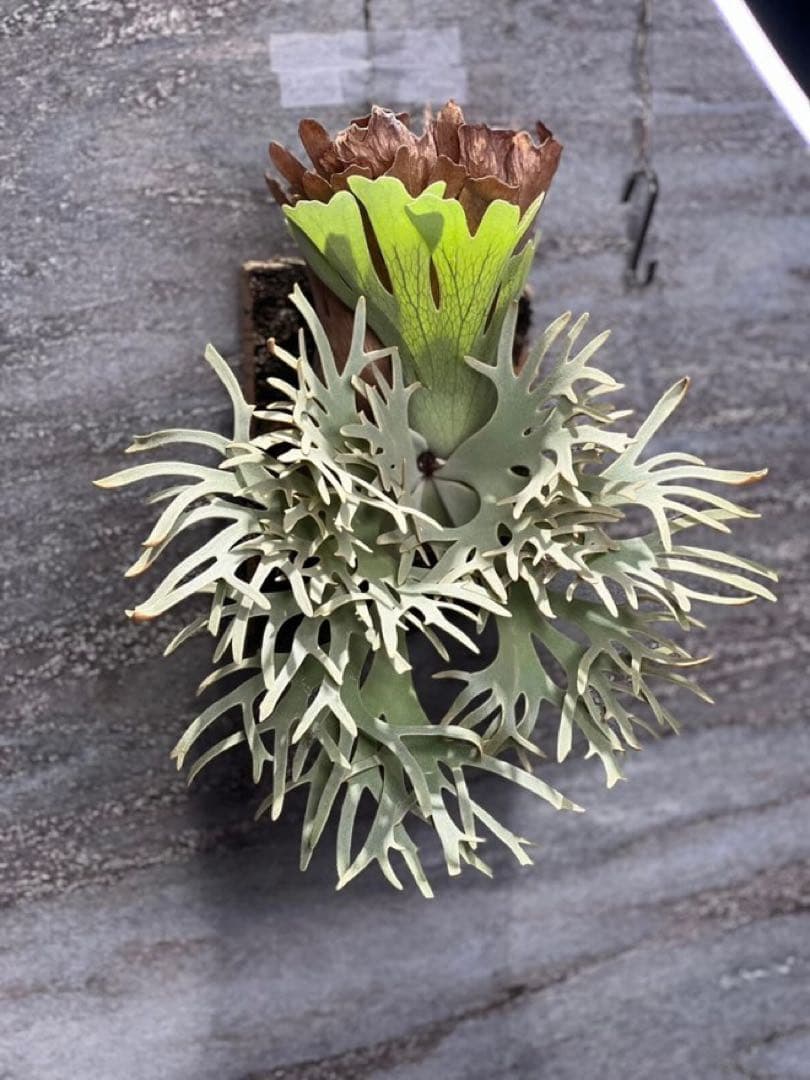 ビカクシダ Yellow moon dwarf Totoro sporeling[M-61]