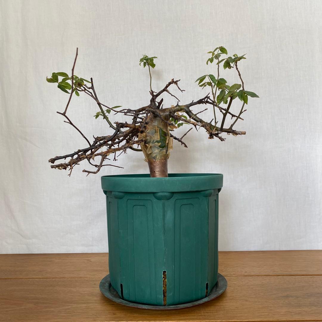 【休眠中】コミフォラ エミニー 7号