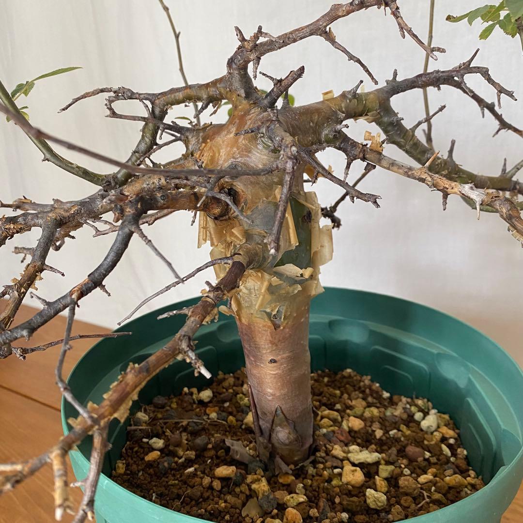 【休眠中】コミフォラ エミニー 7号