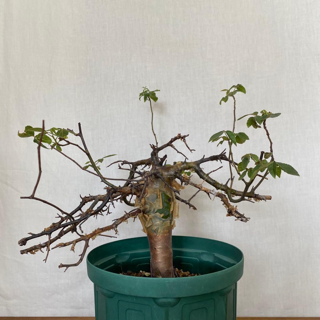 【休眠中】コミフォラ エミニー 7号