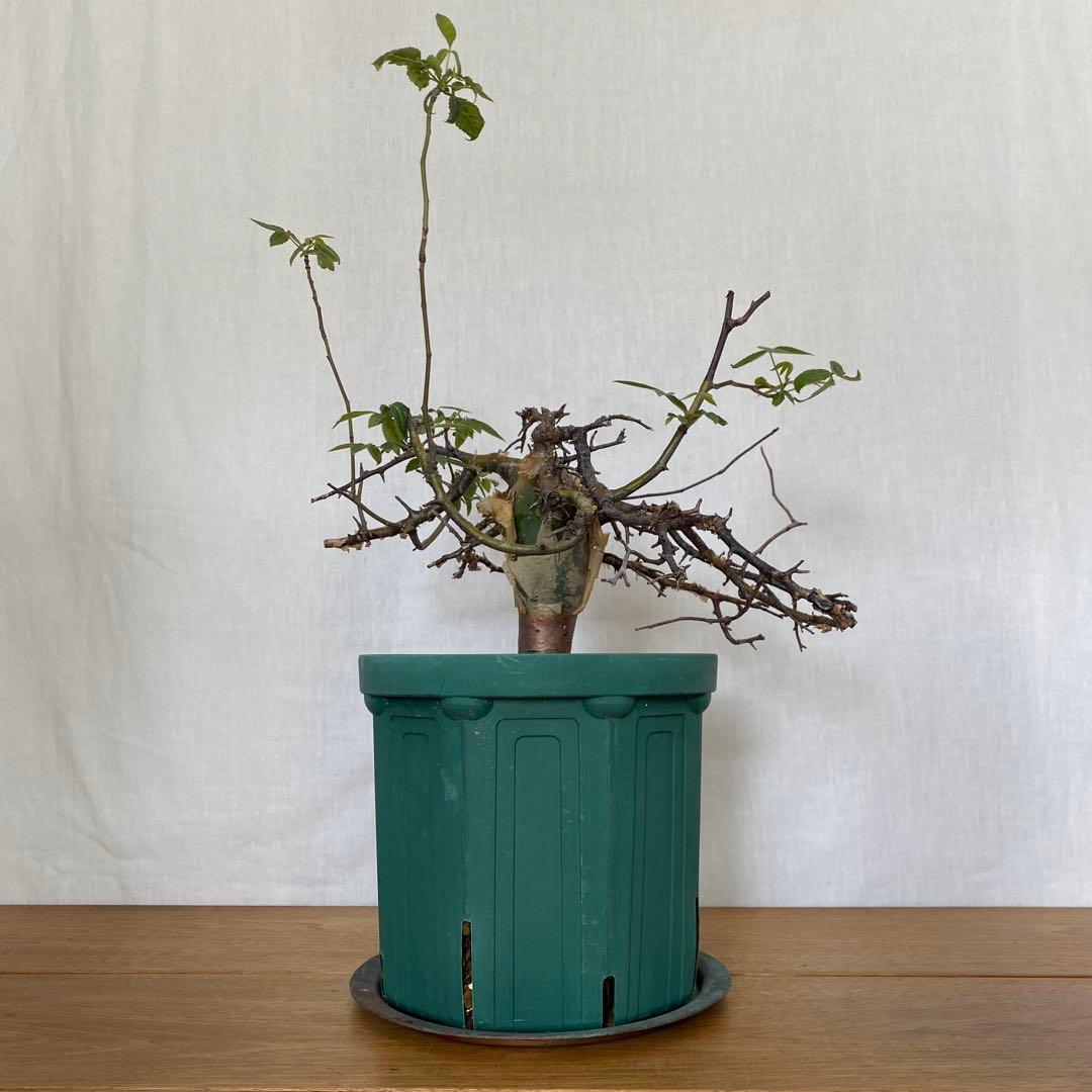 【休眠中】コミフォラ エミニー 7号