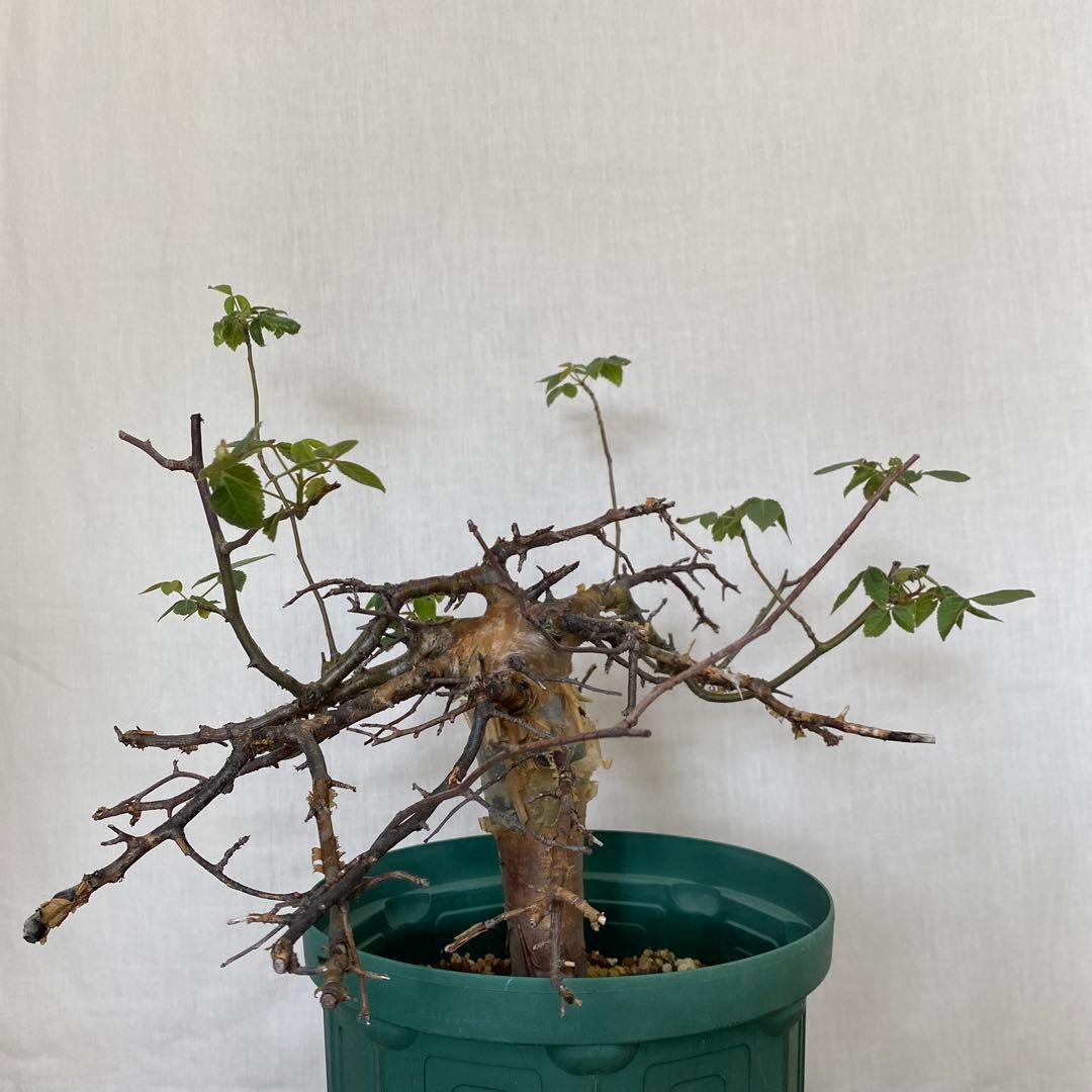 【休眠中】コミフォラ エミニー 7号