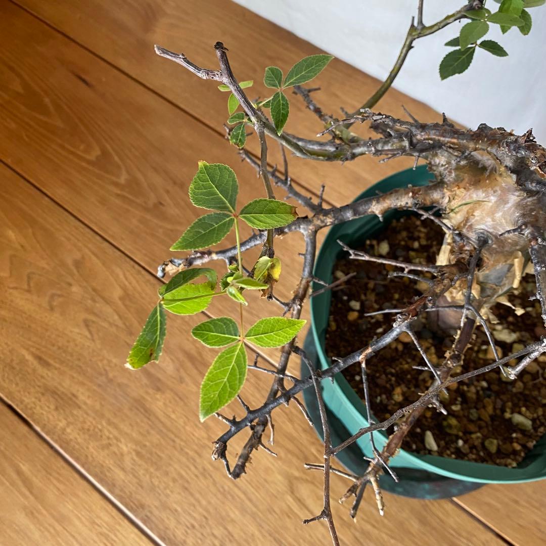 【休眠中】コミフォラ エミニー 7号