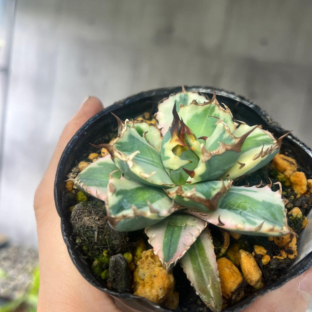 アガベ 姫厳竜白覆輪斑入り抜き苗発送