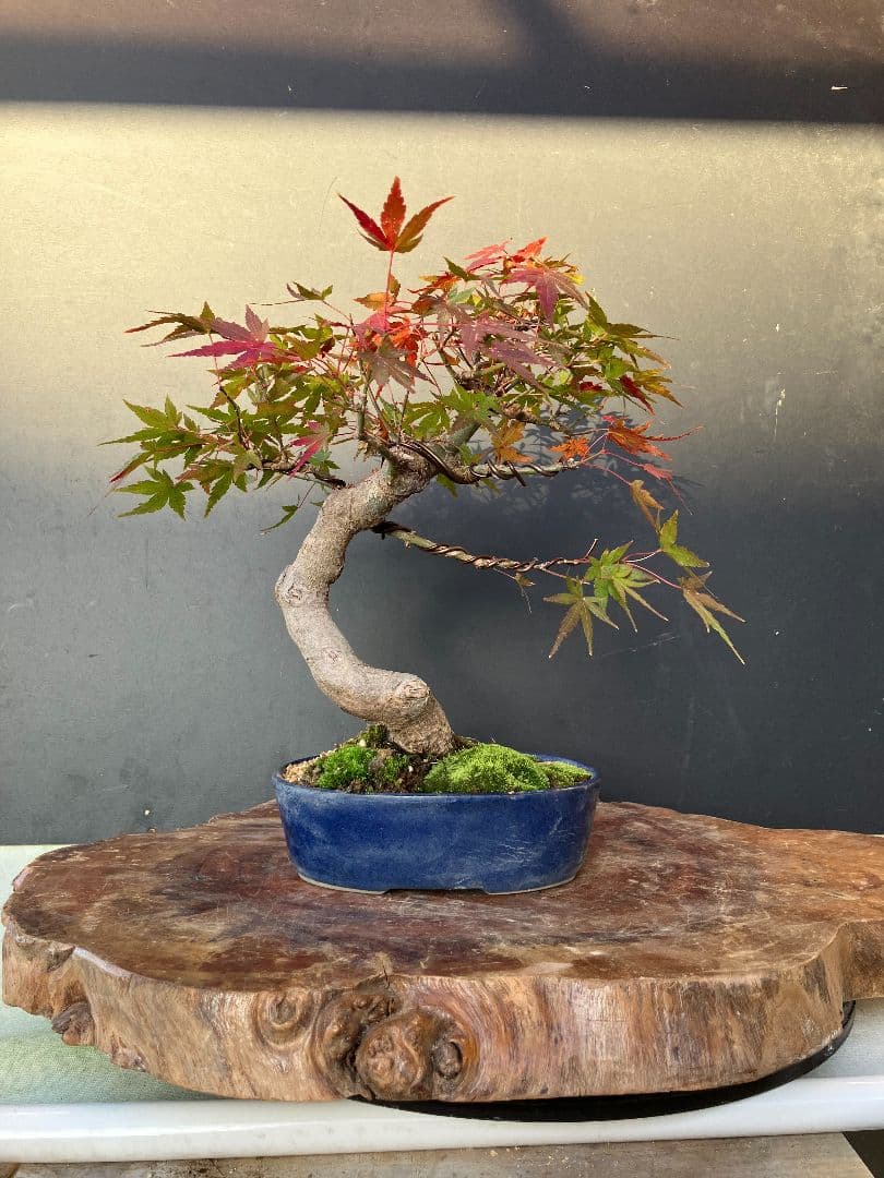 期間限定値下げ‼️山もみじ盆栽、赤く紅葉中、幹太い！