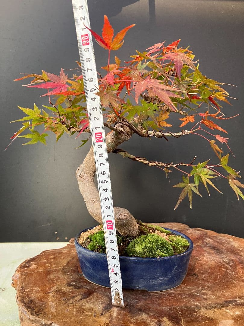 期間限定値下げ‼️山もみじ盆栽、赤く紅葉中、幹太い！