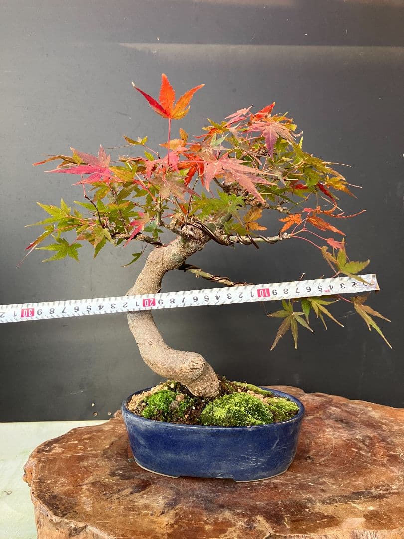 期間限定値下げ‼️山もみじ盆栽、赤く紅葉中、幹太い！