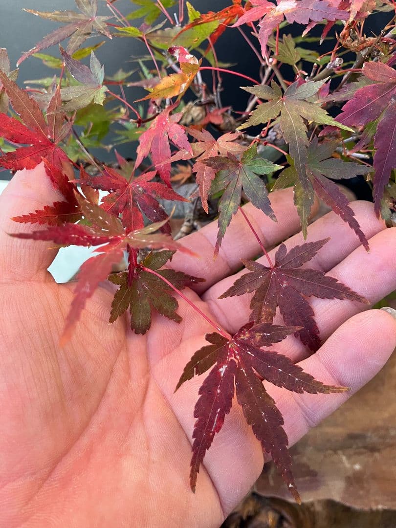 期間限定値下げ‼️山もみじ盆栽、赤く紅葉中、幹太い！