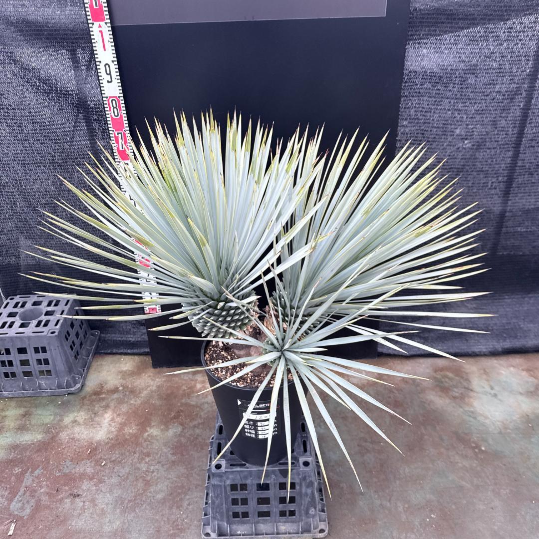 【AL1200】ユッカ　ロストラータ　トリプルヘッド