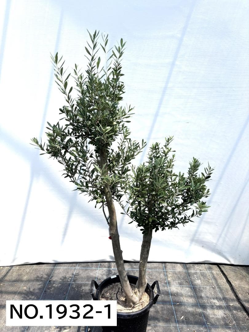 オリーブの木　シプレシーノ　約170cm　NO.1932　大型　現品掲載　古木