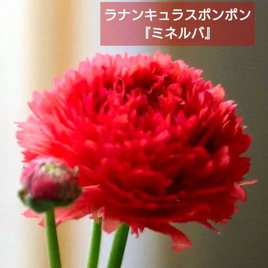 宿根草【タグ付】ラナンキュラスポンポン『ミネルバ』５号【1鉢のみ】希少　限定品♪