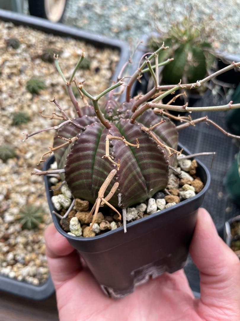 ウサコ　ブラックバリダ×スーパーバリダ　④