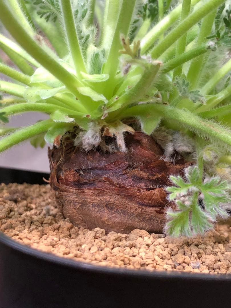 ペラルゴニウム・アッペンディクラツム