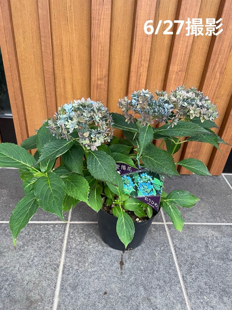 【花苗】ヤマアジサイ　おりひめ　大苗　6号　タグ付き　メルカリ便発送