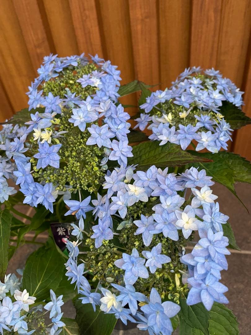 【花苗】ヤマアジサイ　おりひめ　大苗　6号　タグ付き　メルカリ便発送