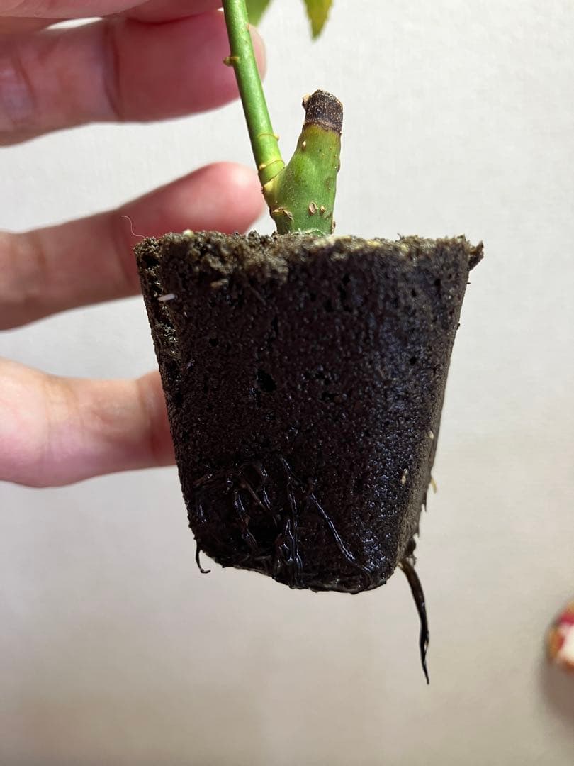 m*y様 バラ苗　和バラ　正規品