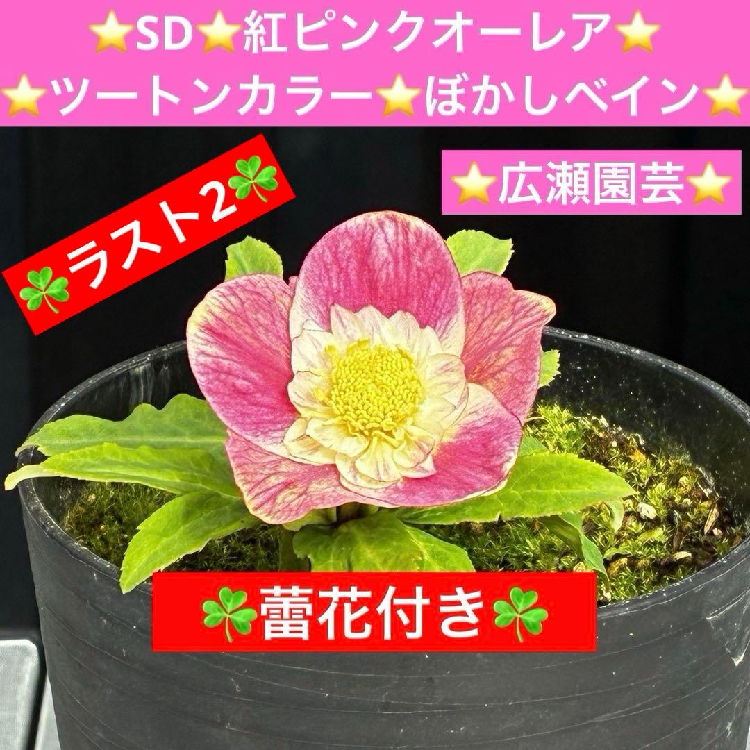 3559☘️ラスト2☘️蕾付☘️⭐️SD⭐️紅ピンクオーレア⭐️ツートン⭐️ぼかしベイン⭐️広瀬