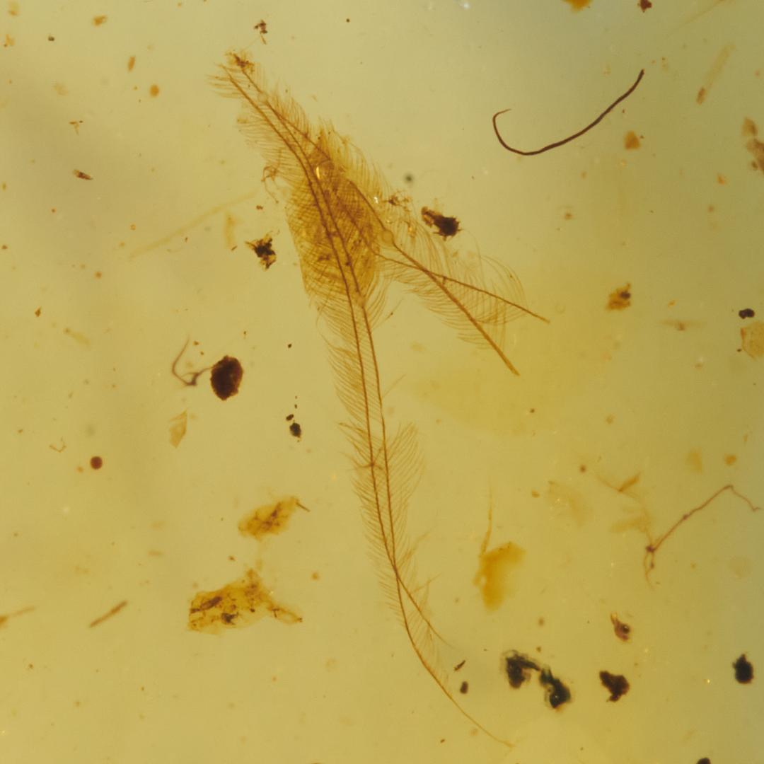 レア極上品 SA0008虫入り琥珀化石　ミャンマーカムティかタナイ9900万年前