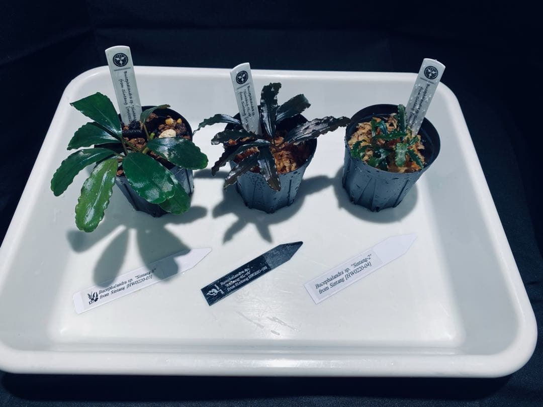 【HW便】ブセファランドラセット②