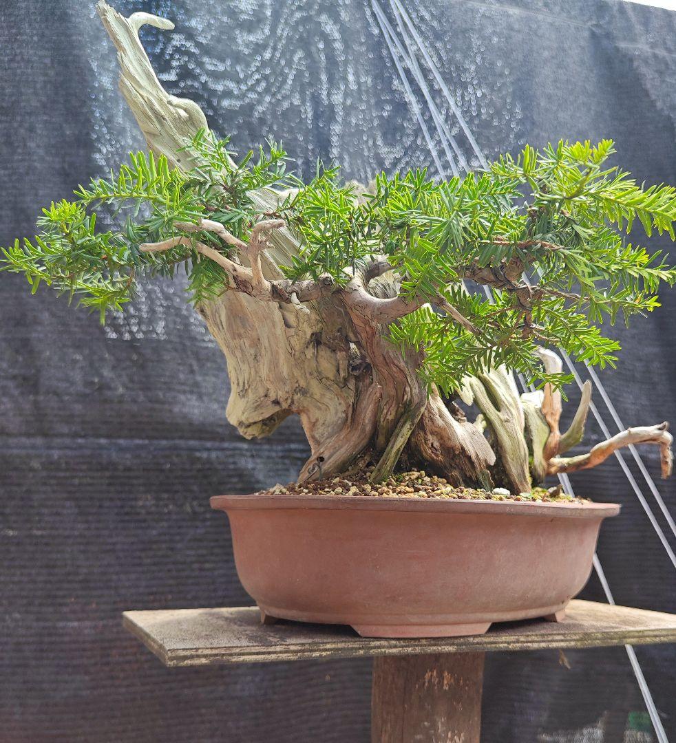 山木 一位盆栽(特別価格)