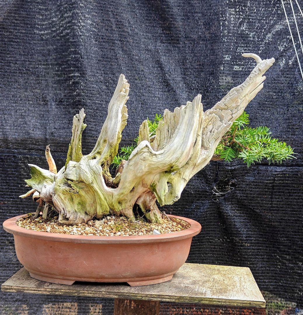 山木 一位盆栽(特別価格)