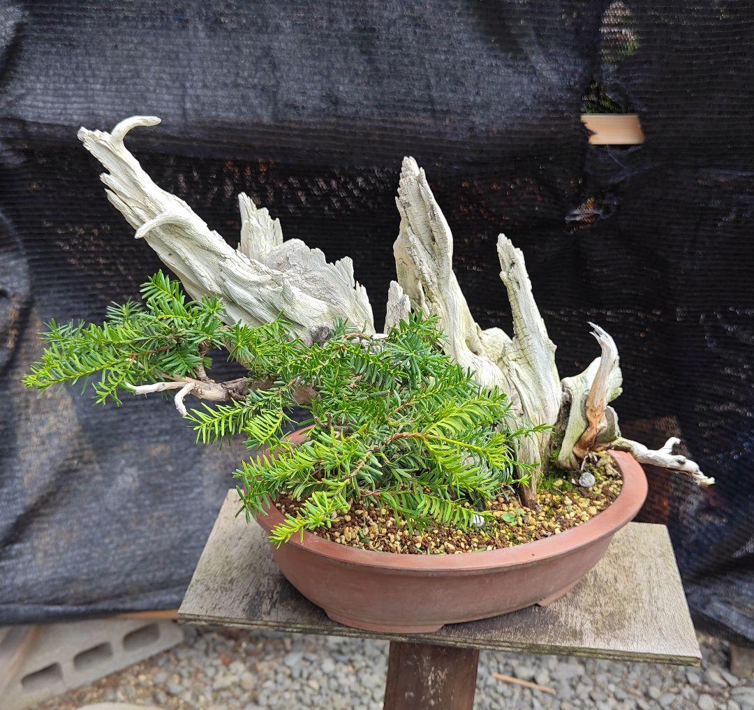 山木 一位盆栽(特別価格)