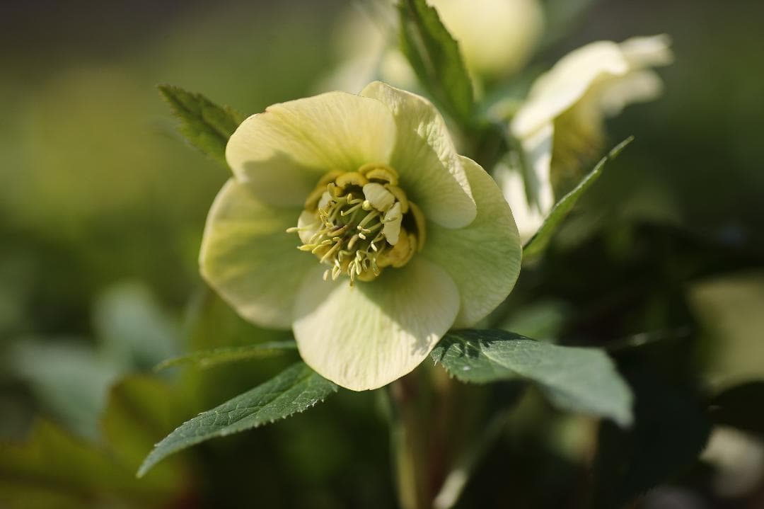 クリスマスローズ 開花実績株 SSフレグランスグリーニッシュイエロー